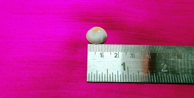 Gomati Chakra Small Size